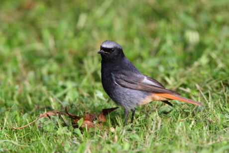 Vogel des Jahres 2025: Der Hausrotschwanz